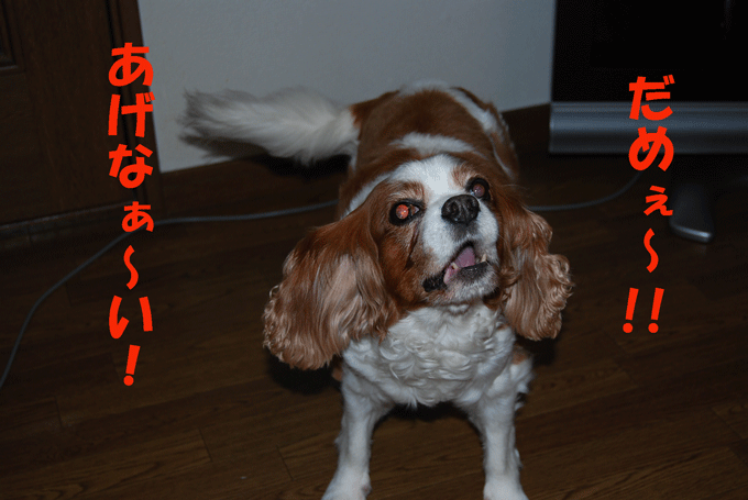 c0136838_1333332.gif