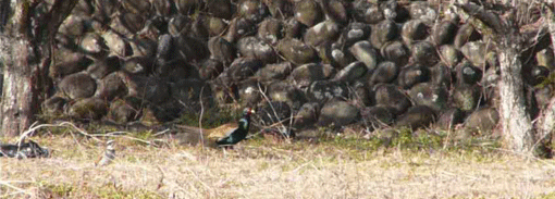 a0056140_13524426.gif