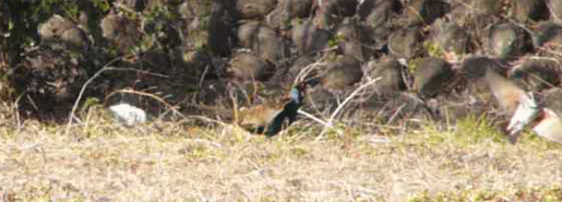 a0056140_1425261.gif