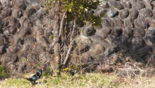 a0056140_1483051.gif