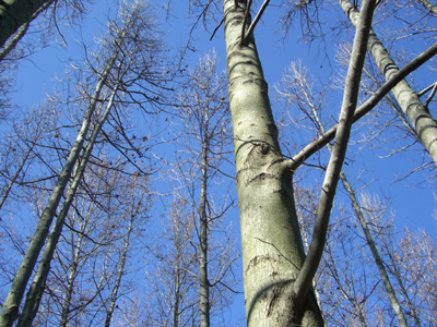 e0110940_23124354.jpg