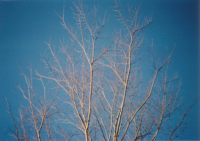 ◆KONICA C35 ~ピッカリ・コニカ初撮り_b0008655_21215043.jpg