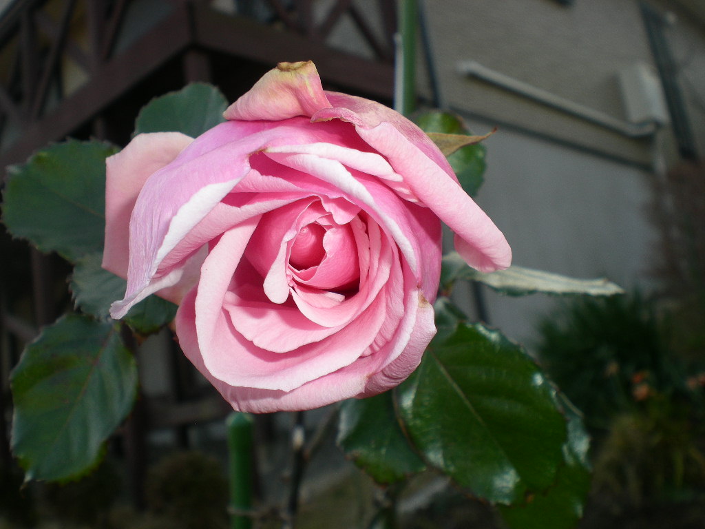 2009年1月19日(月)早春のような!_f0060461_17235444.jpg