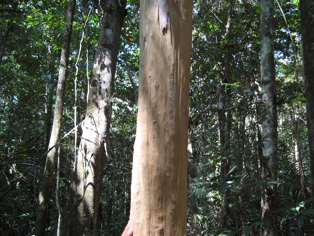 ブラジル紹介：生き残りの知恵・サマウマ他_f0096068_8174469.jpg