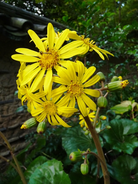 唐招提寺の石蕗の花_d0042474_145478.jpg