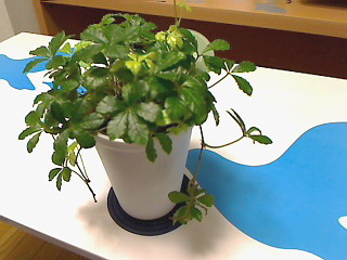 e0020882_09360.jpg