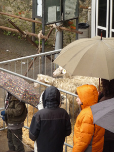 小さな村にて~動物達の祝福式_f0106597_032240.jpg