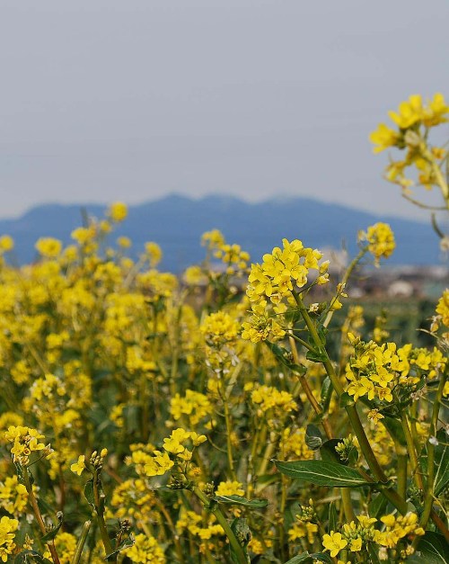 大寒の菜の花_c0177814_17474358.jpg