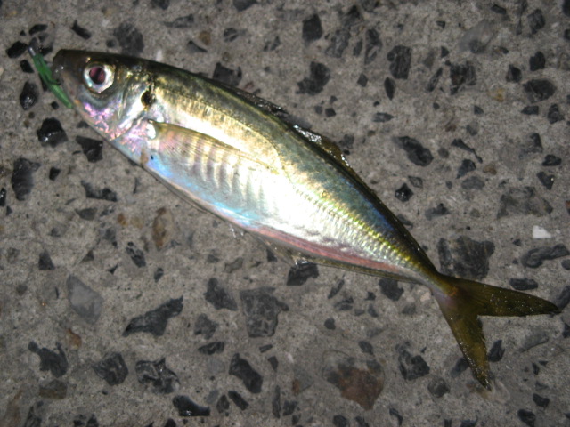 c0168626_21381199.jpg