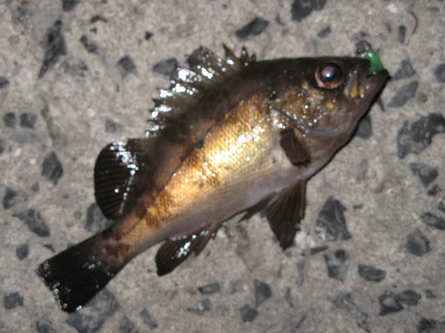 c0168626_21452846.jpg