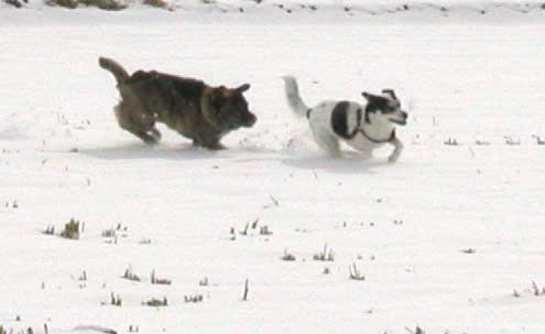 愛犬、雪の原を駆ける_c0113928_21215826.jpg