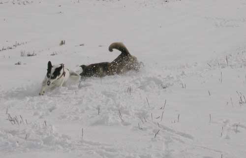 愛犬、雪の原を駆ける_c0113928_21222413.jpg