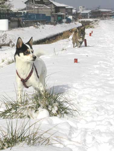 愛犬、雪の原を駆ける_c0113928_21241468.jpg