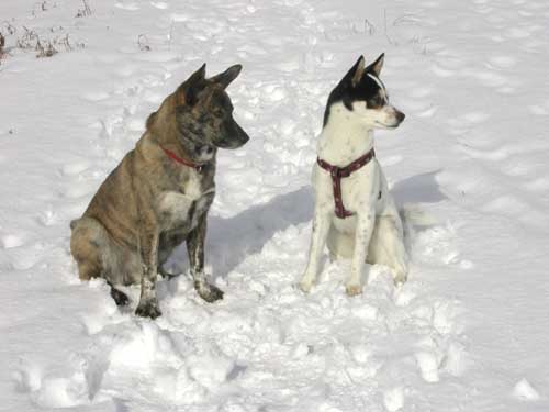 愛犬、雪の原を駆ける_c0113928_21242968.jpg