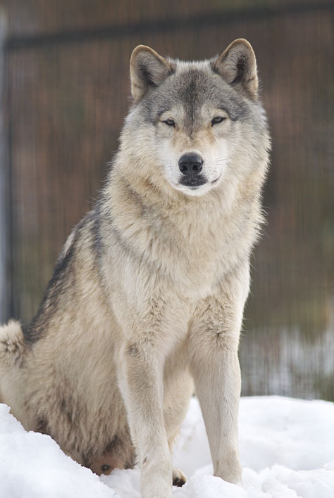 雪とオオカミ・富山編 : 動物園始めました。 雪とオオカミ・富山編 : 動物園始めました。