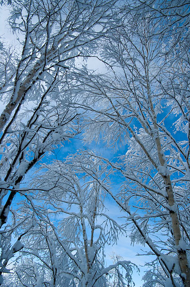 雪すだれ。_e0025030_1844138.jpg