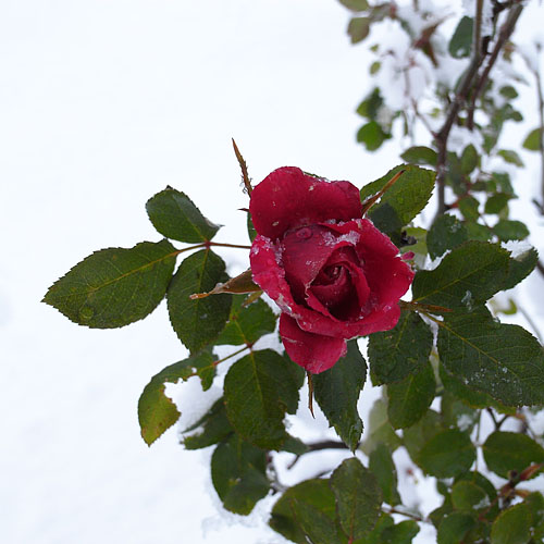 c0067040_22314546.jpg