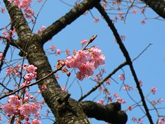 東海七福神めぐり_f0019247_2245404.jpg