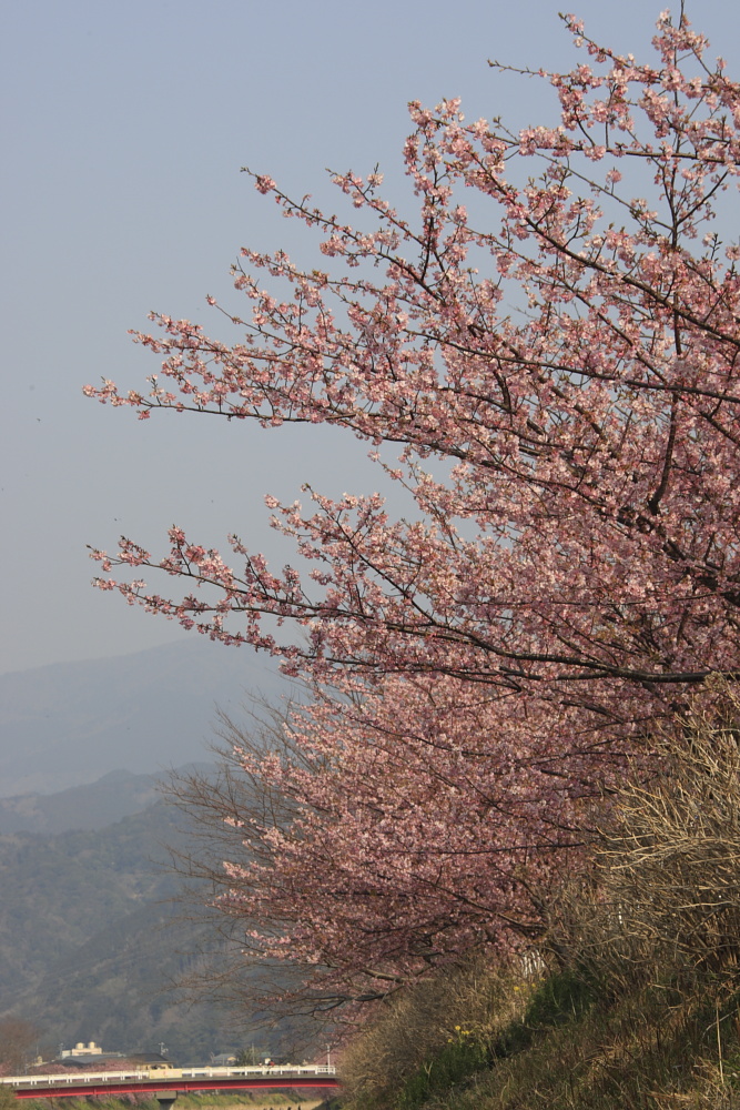 河津桜@在庫品より_b0154361_0313526.jpg