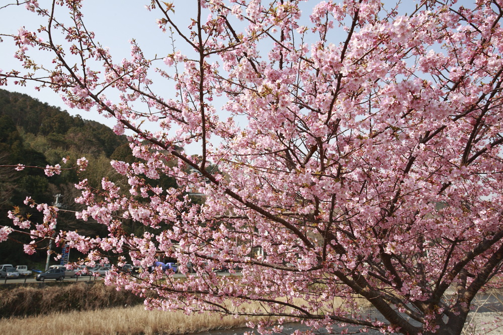 河津桜@在庫品より_b0154361_0323049.jpg