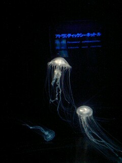 c0107763_17155.jpg