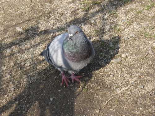 鳩の足に釣り糸が_a0077071_17181730.jpg
