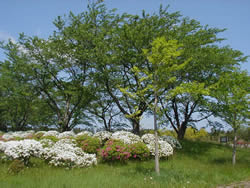 c0196074_21243477.jpg