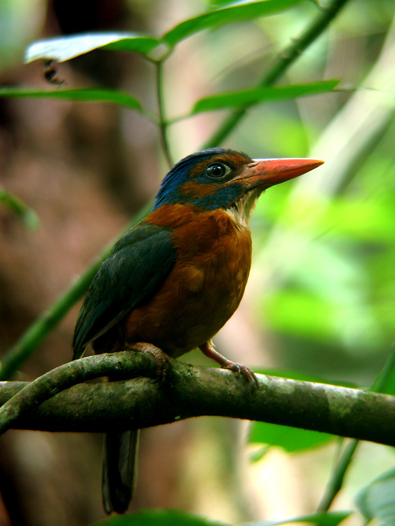 チャバラショウビン（Green-backed Kingfisher）_a0035279_218406.jpg