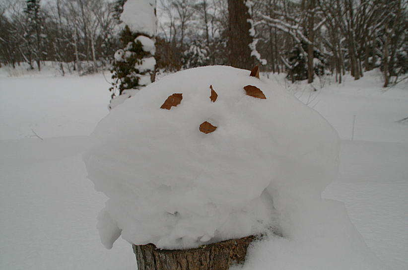 １月１８日　小沼にて　雪と落ち葉_c0112479_8105578.jpg