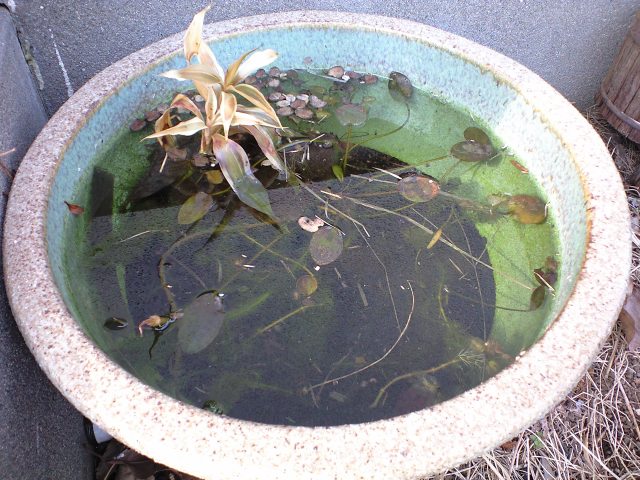 冬のビオトープ Peaceful Coexistence エビとけものと家族たち