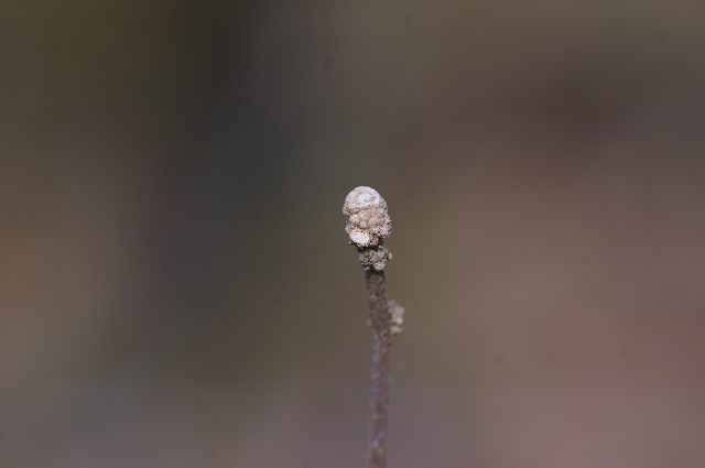 e0070891_18484960.jpg