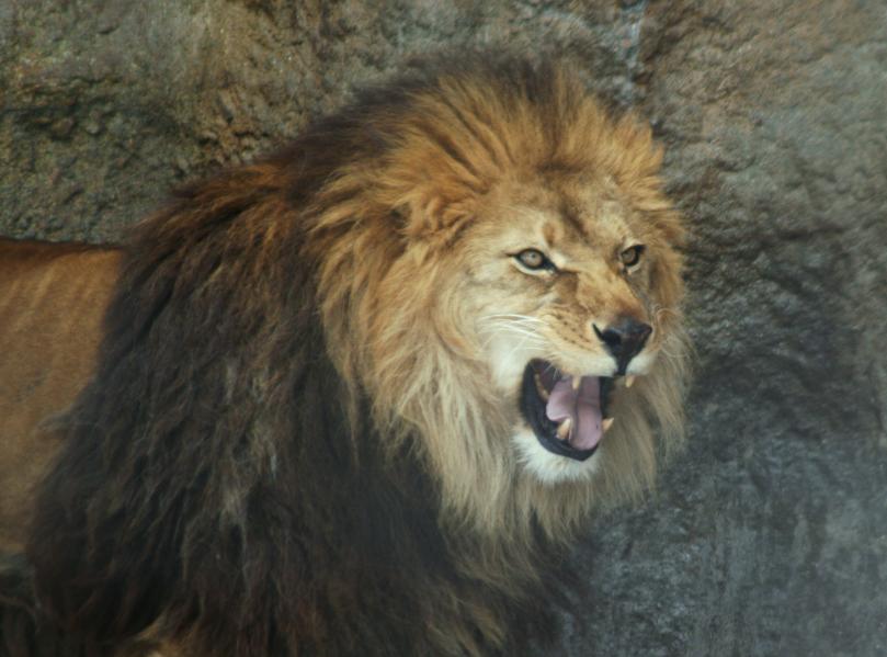 ライラ吠える 気まぐれｚｏｏ