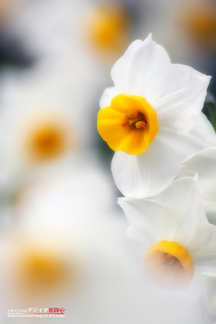 Narcissus 　水仙の咲く公園　　_f0171909_1524527.jpg