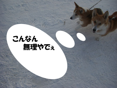 犬ゾリ_e0077528_1832315.jpg