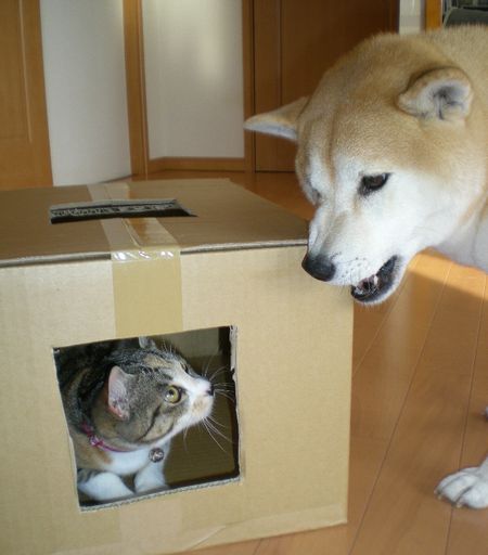 2009年1月21日(水)手術前日のこころちゃん!_f0060461_2011814.jpg