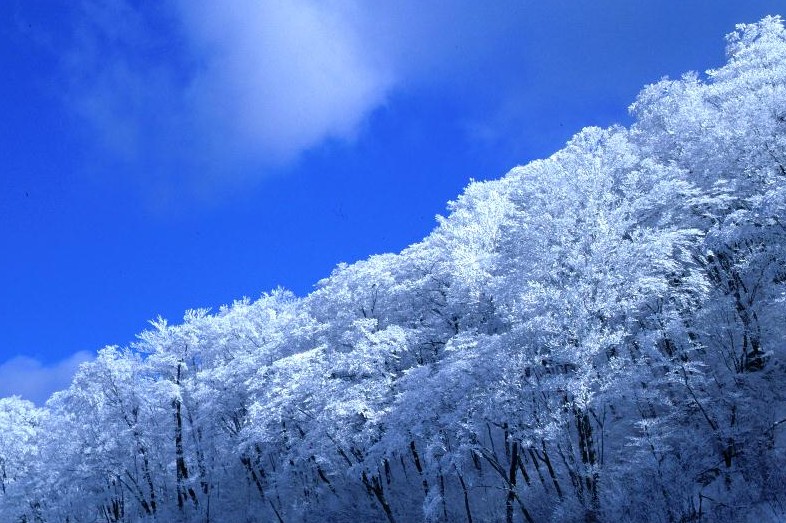 霧氷（香川県の大川山　標高1043ｍ）_c0199468_20194925.jpg