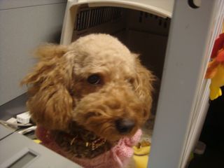 2009.1.21 こまった、こまった_a0083571_1845081.jpg