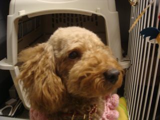 2009.1.21 こまった、こまった_a0083571_18545556.jpg