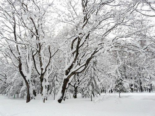 円山公園の雪景色とアカゲラ_d0084473_21292231.jpg