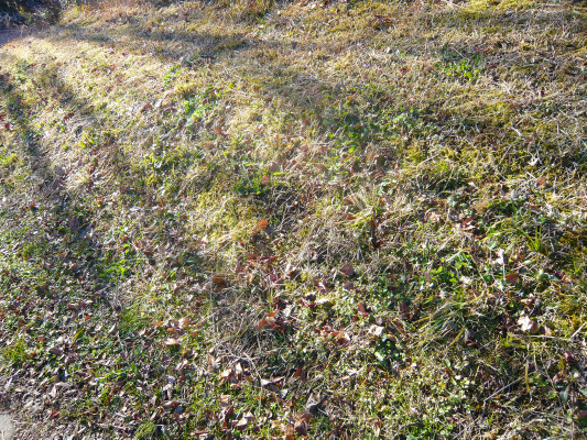 e0159875_15105913.jpg