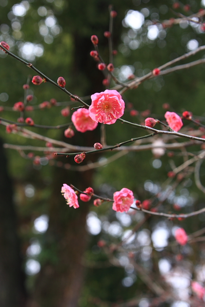 京都甘いもの巡り_e0051888_151308.jpg