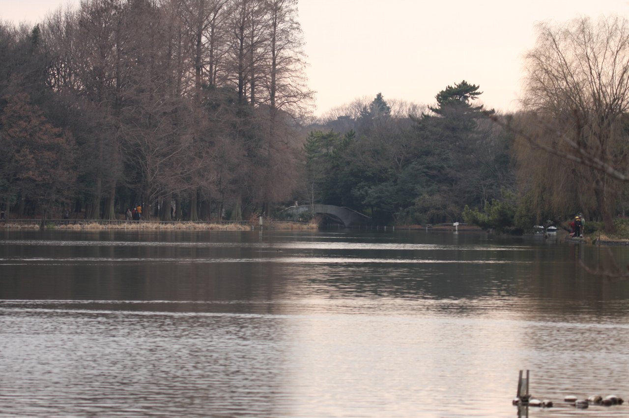 石神井公園の鳥達【其の一】_e0167295_2233761.jpg