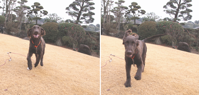 c0017311_18495065.gif