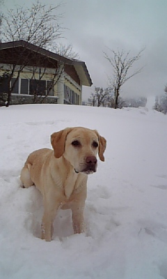 c0114121_215241.jpg