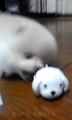 アザラシ大福 笑うポメには福来たる