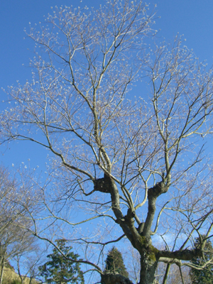 e0110940_12293759.jpg