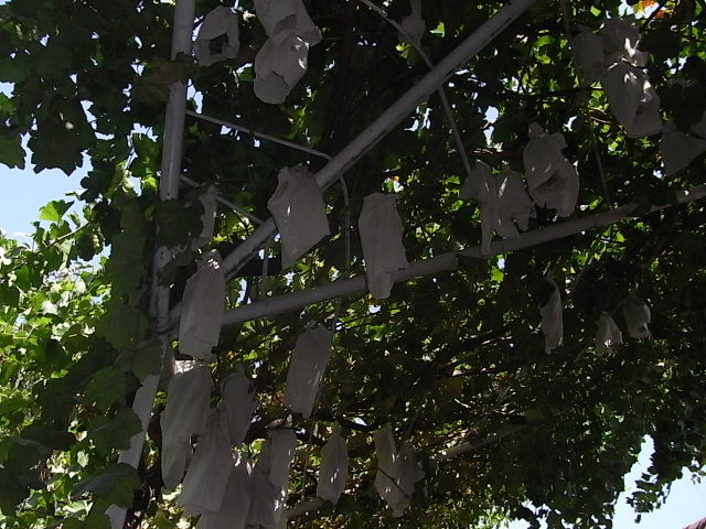 c0011649_13145447.jpg
