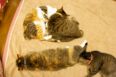 なんだか、プーちゃんファンが多いようなので・・・_a0028451_1921031.jpg