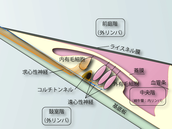 耳鼻科医のお絵かき〜コルチ器の構造と働き〜_e0084756_0521596.gif