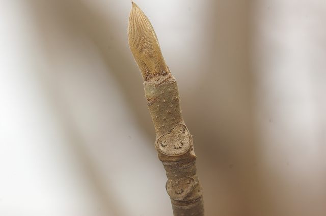 e0070891_1810731.jpg